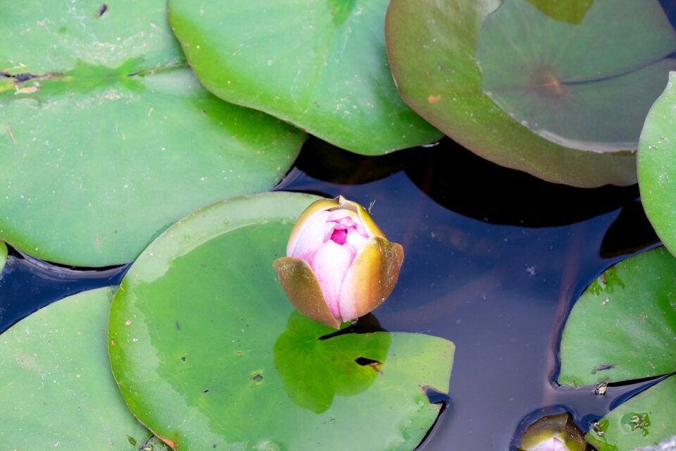 Nature water flora