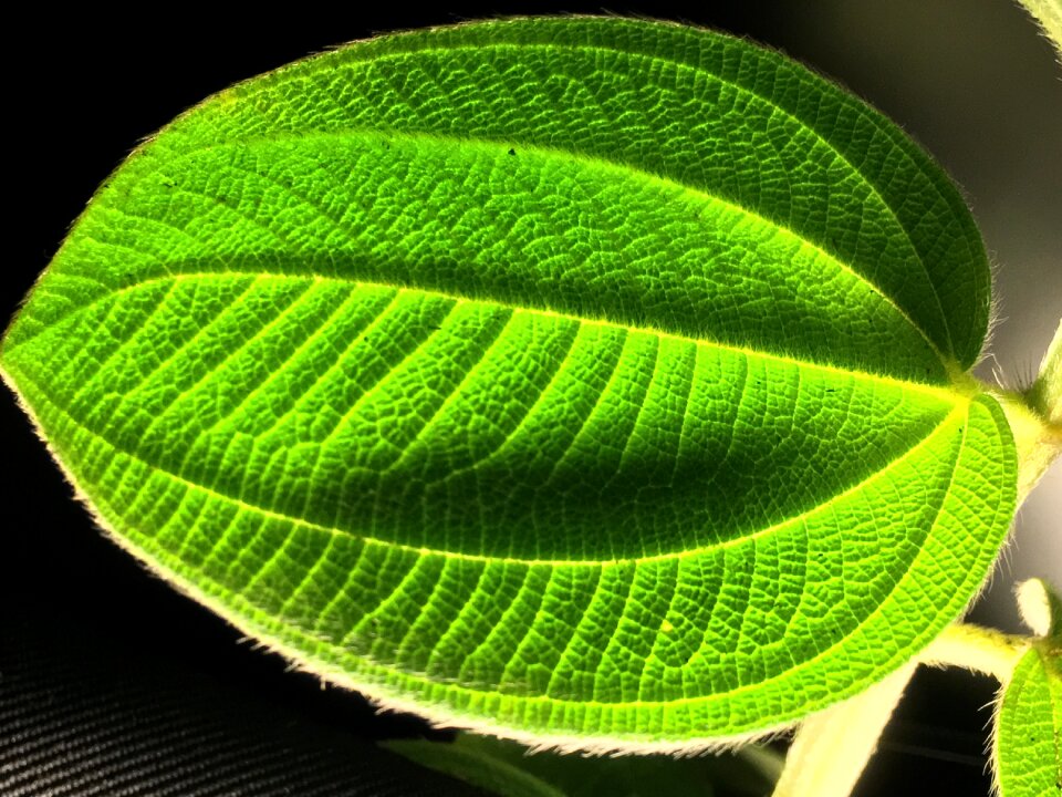Plant nature silhouettes