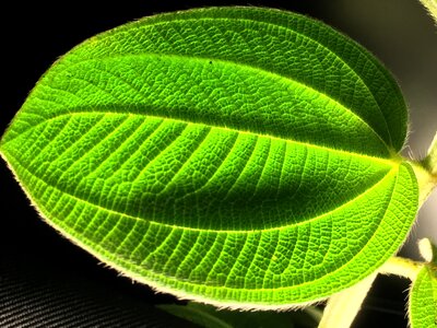 Plant nature silhouettes