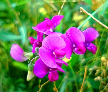 Bloom nature purple
