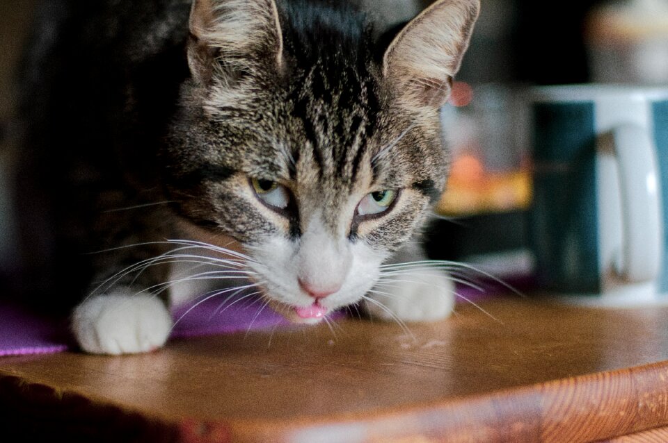 Domestic cat mackerel animal world