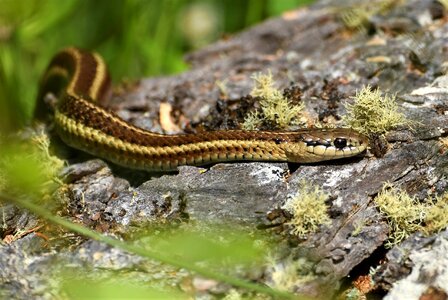 Crawl reptile usa photo