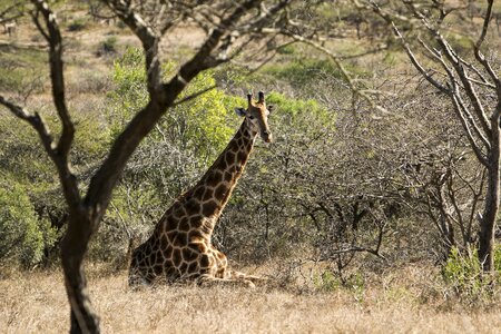 Animal safari giraffe