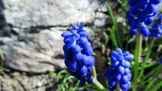 Flower flora spring
