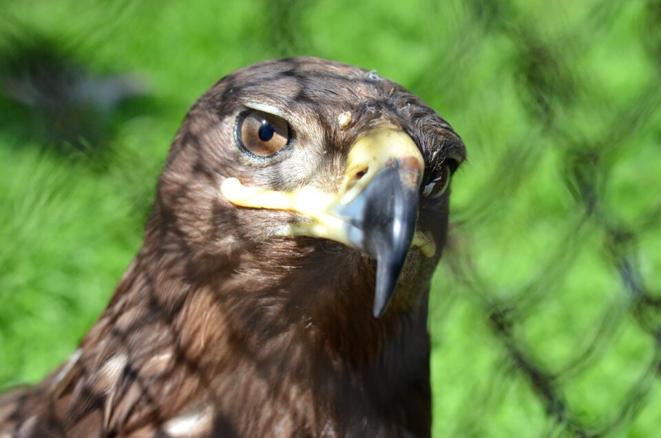 Zoo predator eagle