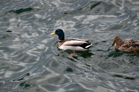 Nature animal plumage photo