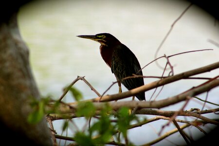 Ave tabasco mexico photo