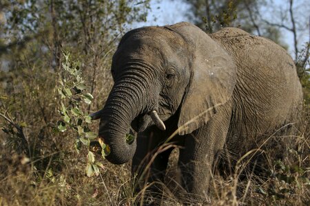 Safari elephant wild