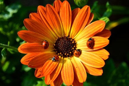 Ladybug close up nature