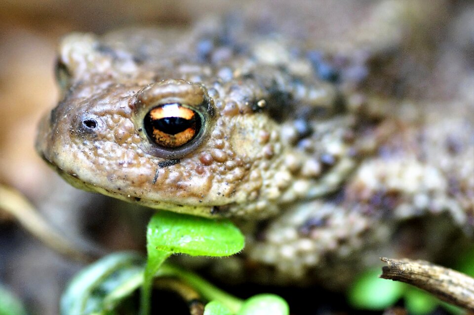 Amphibian blisters spring
