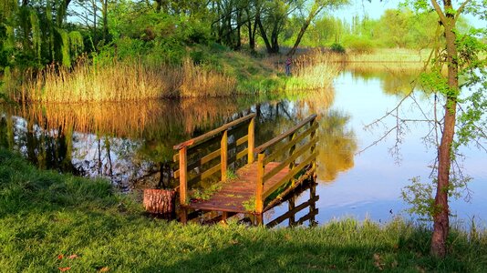 Water pond branches