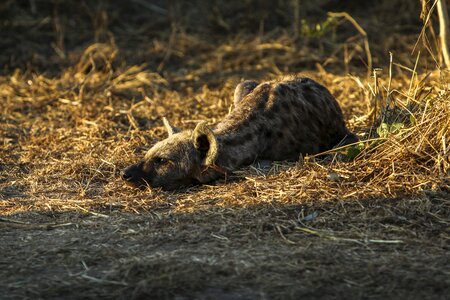 Hyena wild krueger