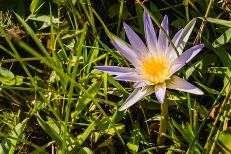 Summer leaf flowering