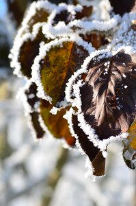 Frost winter leaves