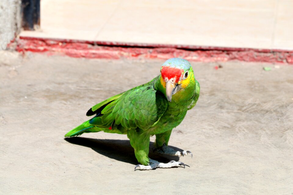 Birds animalia wild life