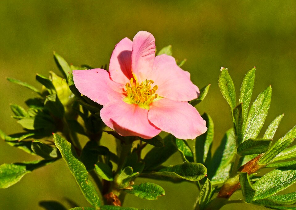 Summer blossom bloom