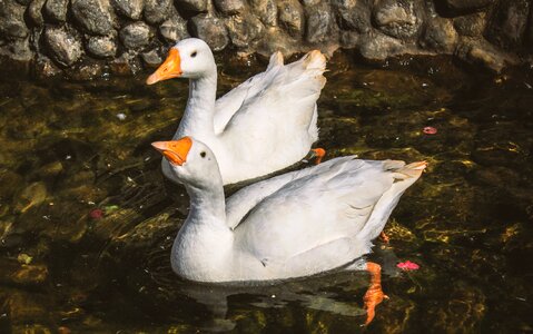 Ducks bird two