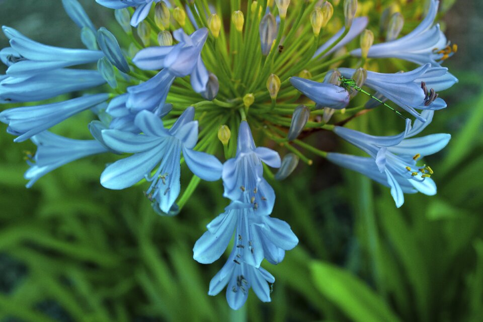 Blue turquoise african lily