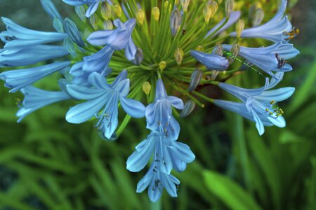 Blue turquoise african lily photo