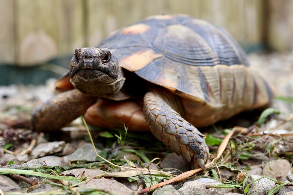Greek tortoise reptile genuine tortoise