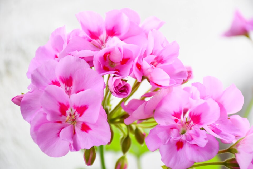 Balcony plant ornamental plant colorful