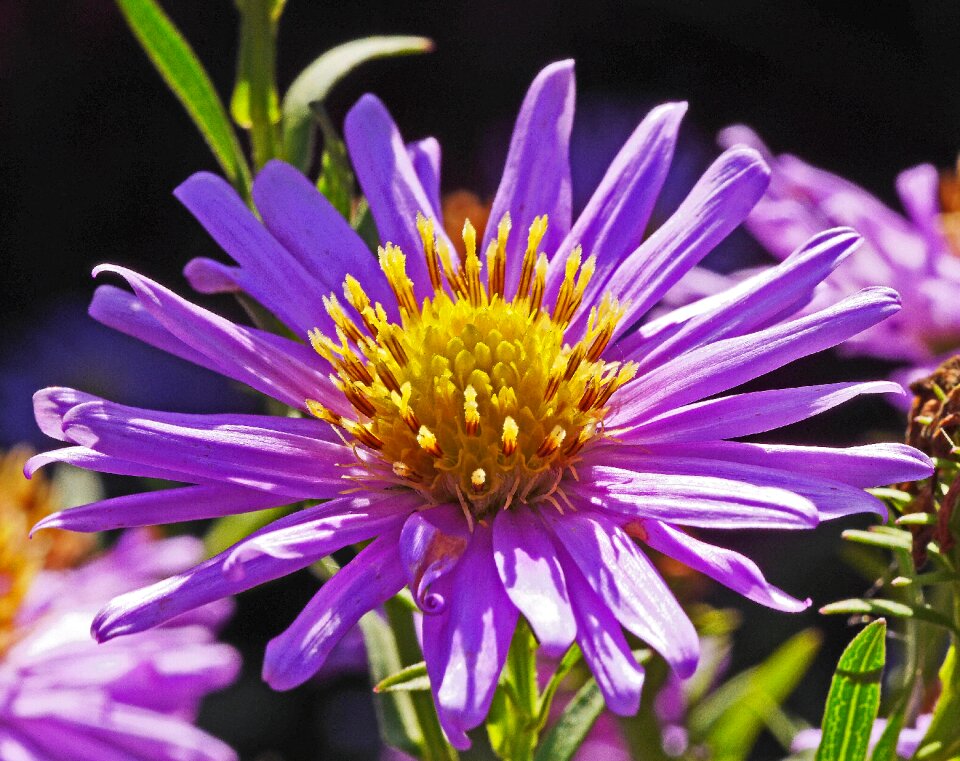 Stamens frühherbst aster