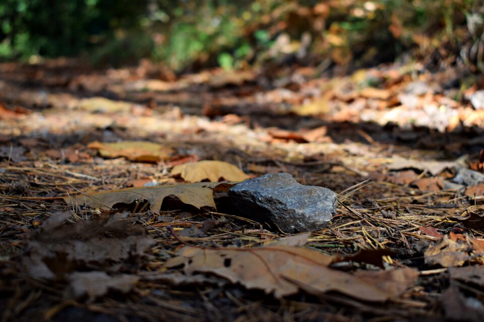 Autumn leaves forest path
