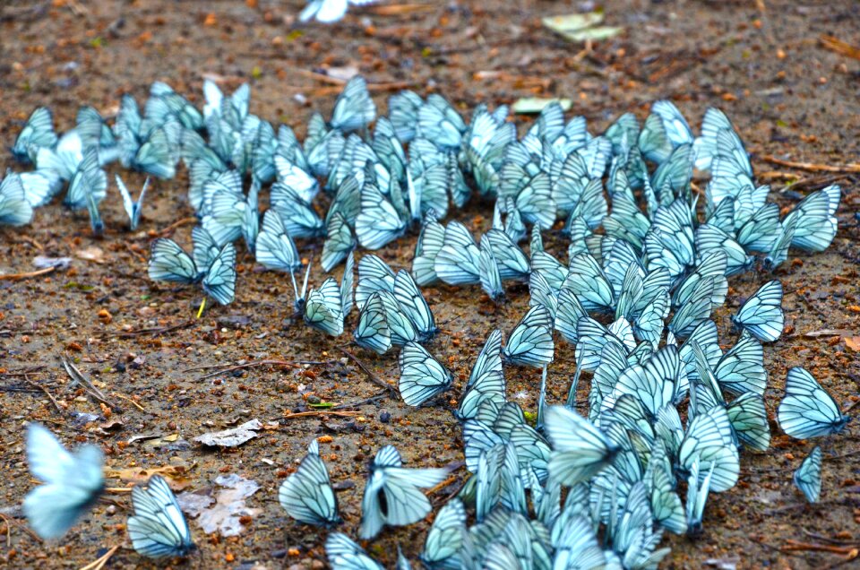 Insect wings in the summer of