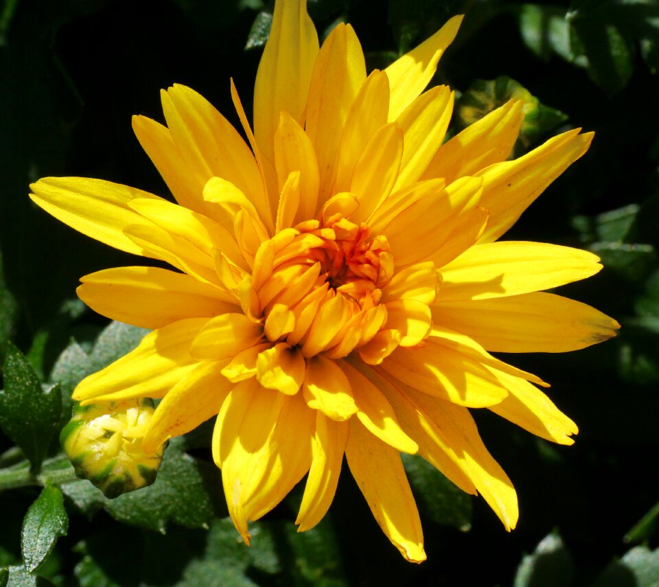 Yellow golden yellow close up