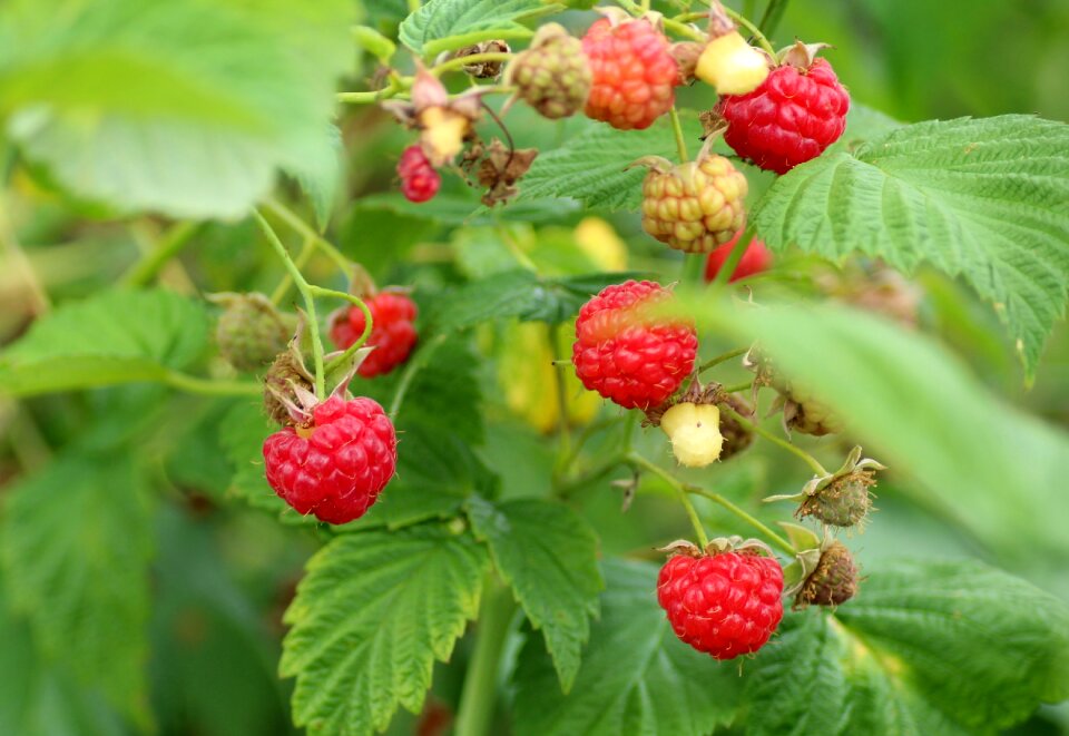 Malina red fruits ripe raspberries