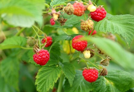Malina red fruits ripe raspberries