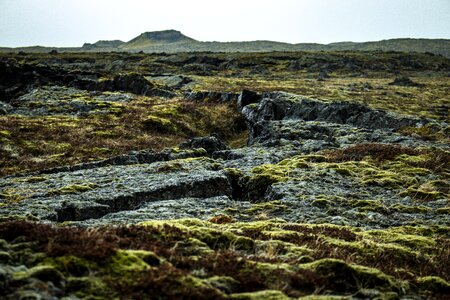 Iceland moss green photo
