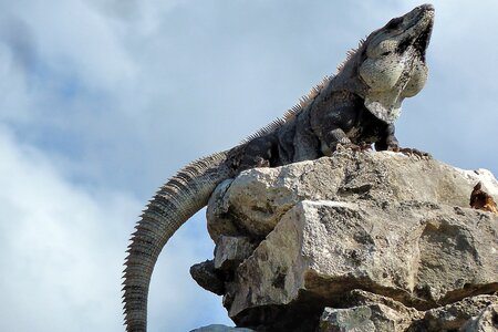 Mexico iguana animal