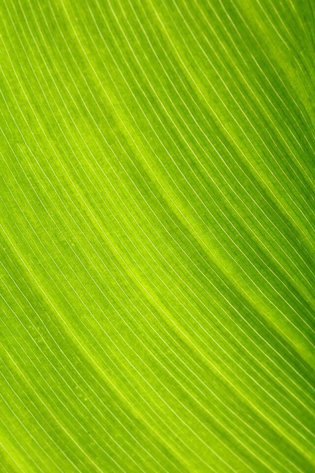 Nature the leaves the shining
