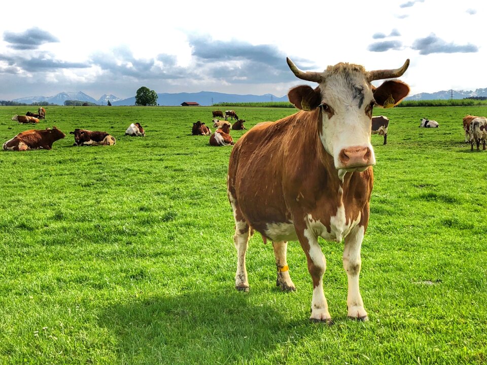 Meadow field animals
