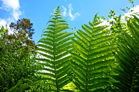 Frond spores food