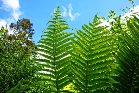 Frond spores food photo