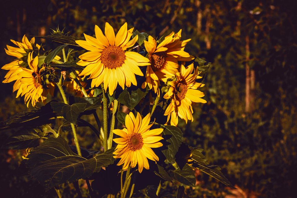 Flower petals plant