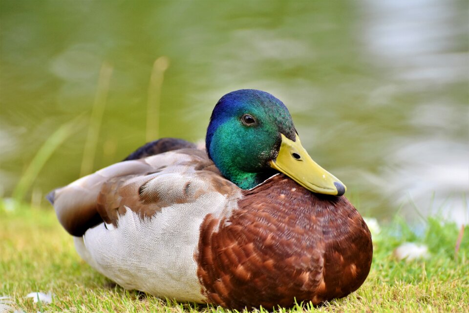 Water bird mallard bill