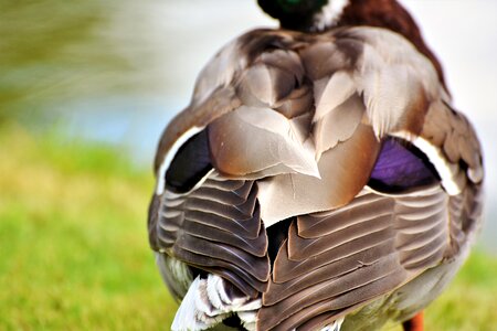 Mallard feather plumage photo