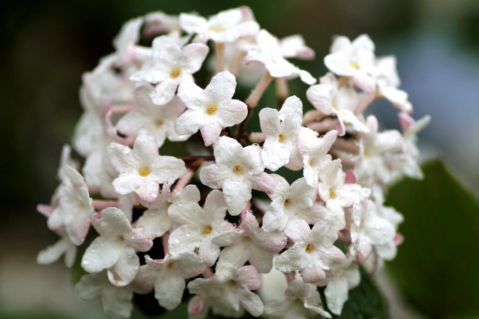 White sphere florets