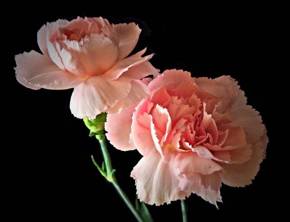 Pink tender fedrge petals