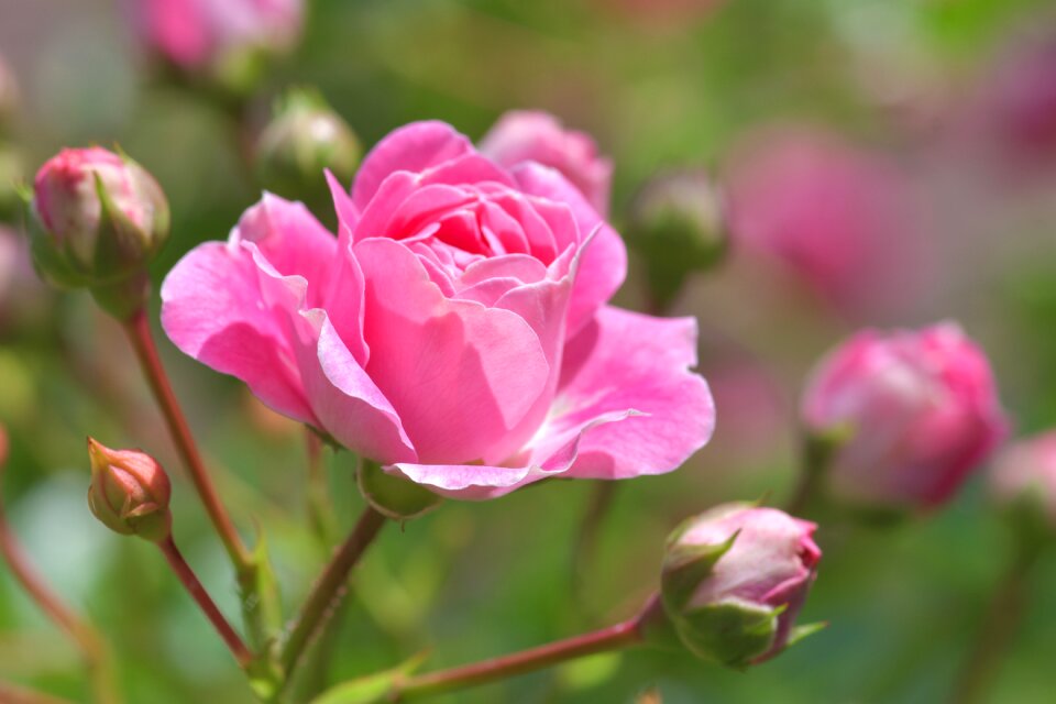 Rosebush garden plant