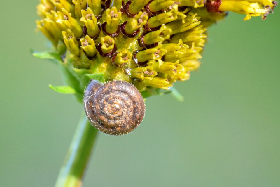 Seashell spiral structure