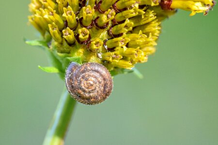 Seashell spiral structure