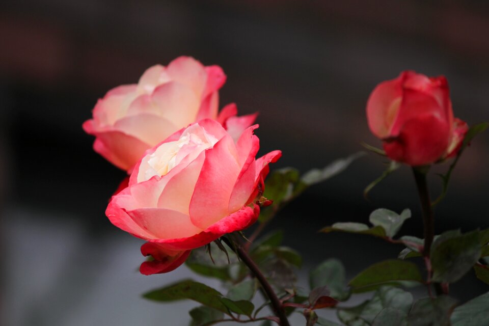 Romantic blossom bloom