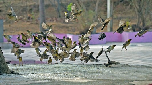Bird natural forest