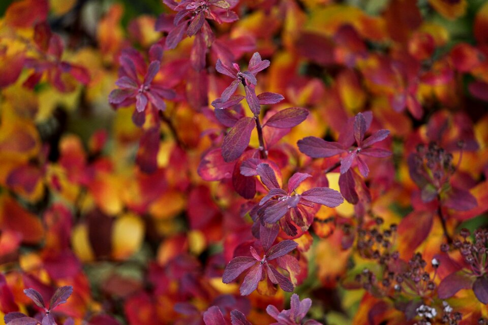 Colored nature fall foliage