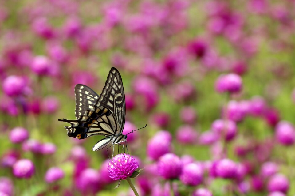 Insects nature flowers