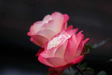 Romantic blossom bloom